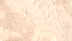 Este tigre blanco nació en un santuario de animales en Texas.