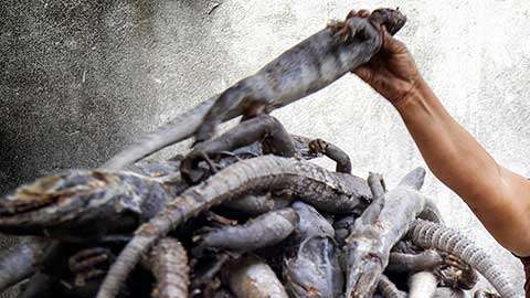 tamales-iguana-juchitan-oaxaca-mexico-semana-santa-0