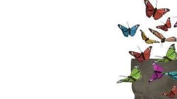 Los orígenes y destino de las mariposas del cerebro... no es poesía, es neurología.