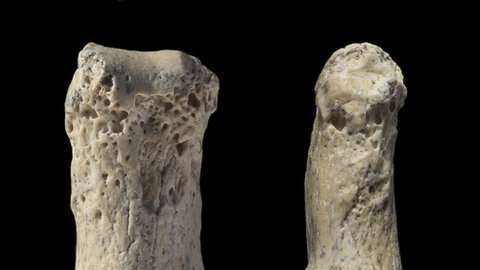 El hueso hallado por los investigadores mide 3 centímetros.