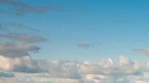 Les llaman cerezas de la pradera y son originarias de climas templado.