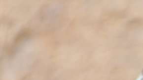 El ojo pineal de los lagartos es comúnmente conocido como el tercer ojo.