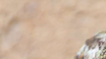 El ojo pineal de los lagartos es comúnmente conocido como el tercer ojo.