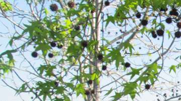 "Para mí era como abrir un diario en chino que, al mirarlo, no podía entender lo que eran esas líneas", dice John Corcoran.