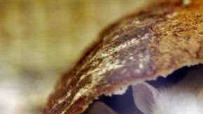 Según los investigadores, es imposible que los roedores hubieran podido engullir más de 500 kilos de droga.