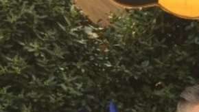 La plataforma de microblogging pretendía retirar cualquier tipo de contenido "pornográfico, violento o relacionado con la homosexualidad".