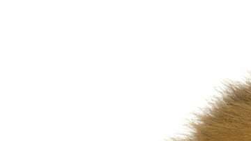 En materia de finanzas, los monos se comportan de manera similar a los humanos.