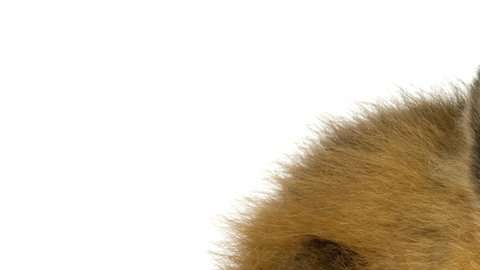 En materia de finanzas, los monos se comportan de manera similar a los humanos.