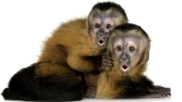 En materia de finanzas, los monos se comportan de manera similar a los humanos.