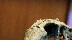 Imagen del esqueleto fósil del dinosaurio Chilesaurus diegosuarezi, en Santiago de Chile.