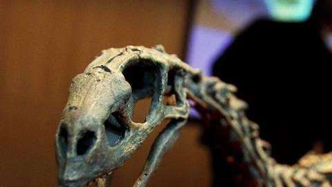 Imagen del esqueleto fósil del dinosaurio Chilesaurus diegosuarezi, en Santiago de Chile.