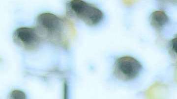 Gilberto Santa Rosa habla del reguetón.