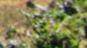 Los elefantes desaparecerán de la faz de la Tierra.