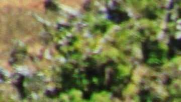 Los elefantes desaparecerán de la faz de la Tierra.