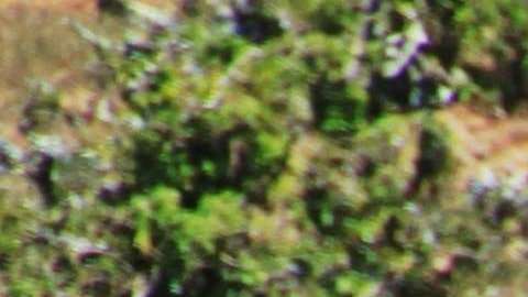 Los elefantes desaparecerán de la faz de la Tierra.