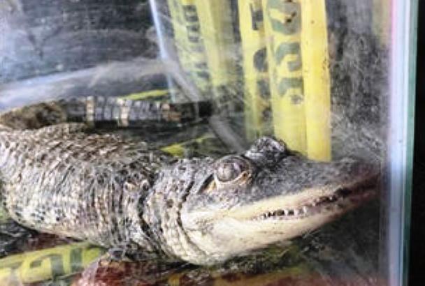 Encuentran cocodrilo abandonado en parque de Queens - El Diario NY