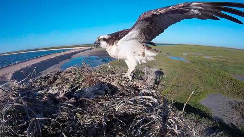 La observación de aves en su medio natural es ahora una actividad en constante crecimiento.