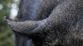 A pot-bellied pig (Sus scrofa) looks into the camera at "Schwarze Berge" animal part, south of Hamburg, in Rosengarten,†on December 4, 2012. Over a thousand animals live at the park with an area of 50 hectares.  AFP PHOTO / Axel Heimken /GERMANY OUT        (Photo credit should read Axel Heimken/AFP/Getty Images)