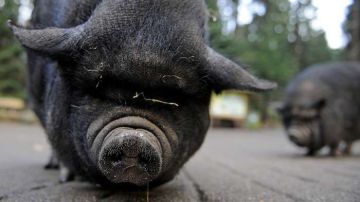 A pot-bellied pig (Sus scrofa) looks into the camera at "Schwarze Berge" animal part, south of Hamburg, in Rosengarten,†on December 4, 2012. Over a thousand animals live at the park with an area of 50 hectares.  AFP PHOTO / Axel Heimken /GERMANY OUT        (Photo credit should read Axel Heimken/AFP/Getty Images)