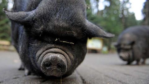 A pot-bellied pig (Sus scrofa) looks into the camera at "Schwarze Berge" animal part, south of Hamburg, in Rosengarten,†on December 4, 2012. Over a thousand animals live at the park with an area of 50 hectares. AFP PHOTO / Axel Heimken /GERMANY OUT (Photo credit should read Axel Heimken/AFP/Getty Images)