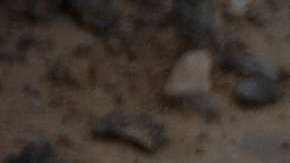 Si sorprendes a un perro que no te conoce entrando de repente a su casa o patio, este se sentirá asustado.