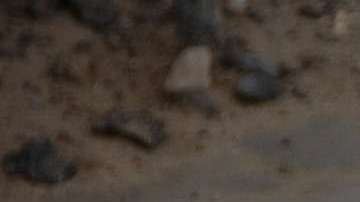 Si sorprendes a un perro que no te conoce entrando de repente a su casa o patio, este se sentirá asustado.