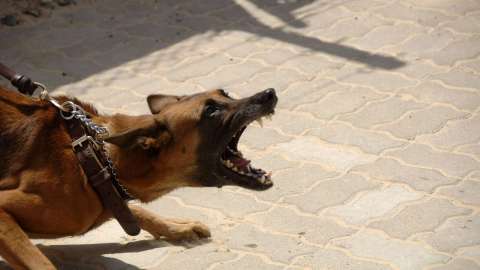 Si sorprendes a un perro que no te conoce entrando de repente a su casa o patio, este se sentirá asustado.