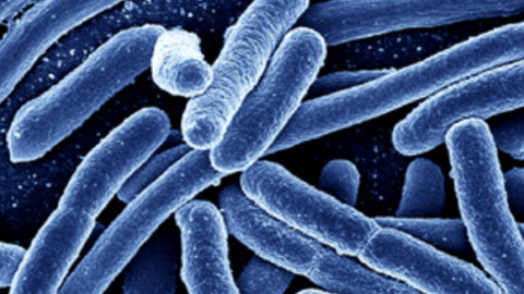 Es una bacteria rara, pero común en el verano