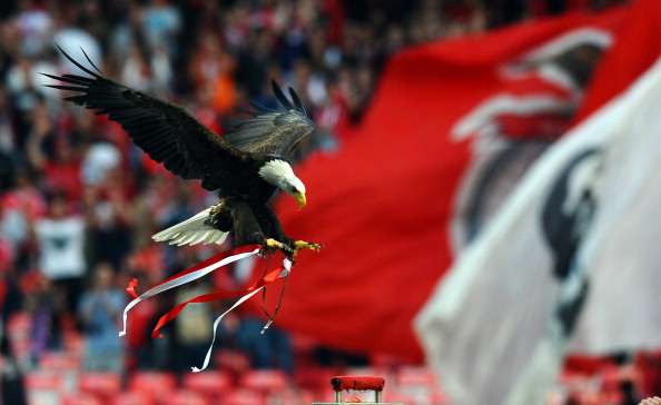 PETA pede 'reforma' para águia do Benfica: «Para quem gosta de
