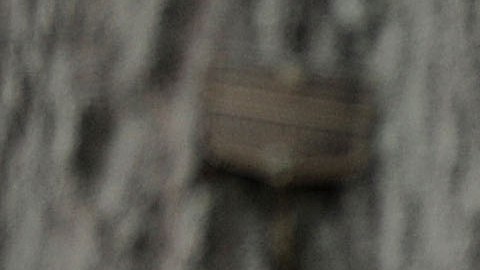 El presidente Trump ha tuiteado sobre inmigración este domingo.