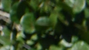 La pareja presidencial estuvo acompañada de Tiffany Trump.