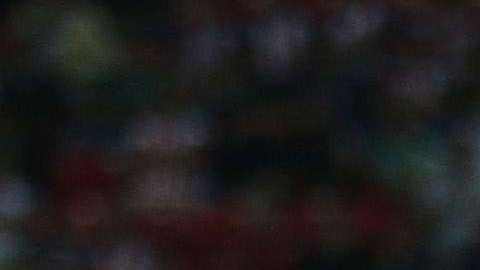 Xolos de Tijuana recibe a Chivas, en duelo de la fecha 15 de la Liga MX