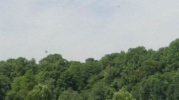 Un caminante hizo el hallazgo en Kissena Park