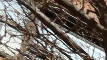 Los departamentos NYCHA  para personas de bajos recursos podrian ser aumentados mensualmente un 35 %.