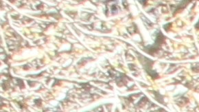 Los cupones están reservados para  individuos y familias de bajos ingresos