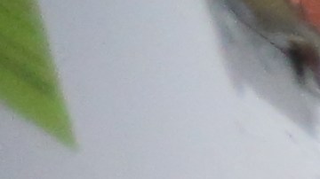 Residente de NYCHA, Maria Medina, 59. Sufre de asma y no le reparan el problema de pintura.