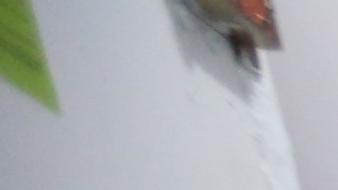 Residente de NYCHA, Maria Medina, 59. Sufre de asma y no le reparan el problema de pintura.