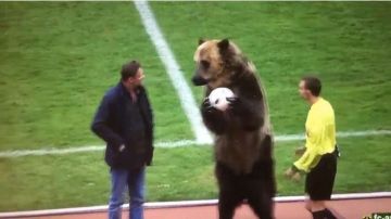 Un gigantesco oso se encargó de entregarle el balón a un árbitro de fútbol