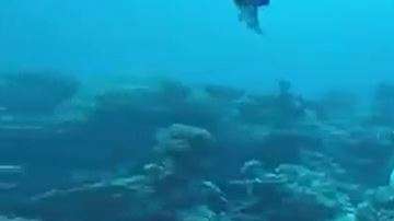 El pez robótico SoFi creado en el MIT.