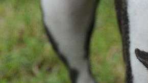 Dos perros de la raza Pitbull mataron a un niño.