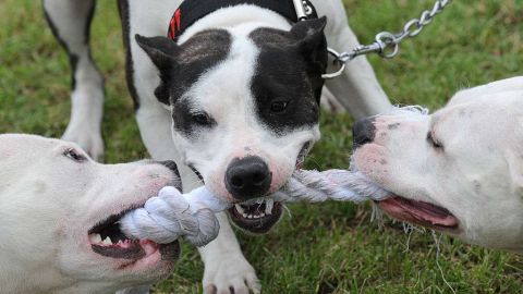 Dos perros de la raza Pitbull mataron a un niño.