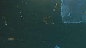 Los popotes plásticos son una amenaza para las especies marinas.