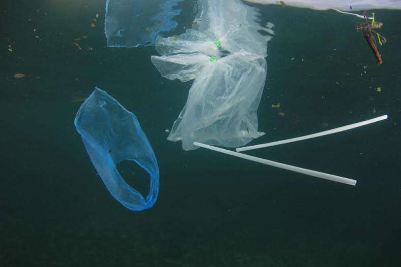 Ayudando a la tierra, un popote a la vez El Diario NY