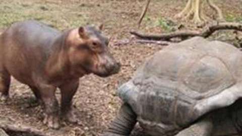 qq7dc-tortoise-and-baby-hippo-1