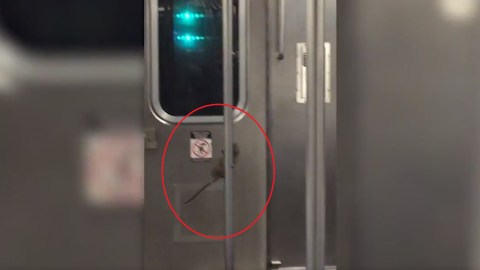 Las ratas son un serio problema en Nueva York.