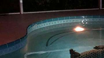 Este gran cocodrilo nadaba en la piscina de una familia en Sarasota, Florida.