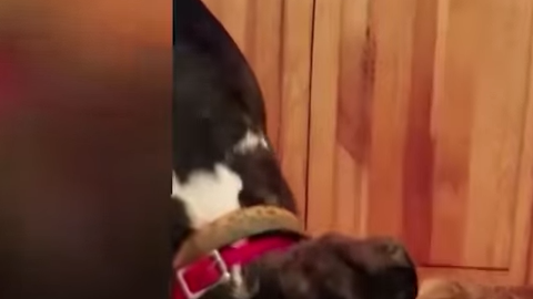 Un ternero es rechazado por us madre y adoptado por una familia de perros