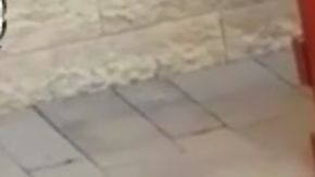 Husky aúlla dos canciones y así reconocen que, efectivamente, es el perro perdido.