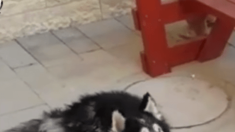Husky aúlla dos canciones y así reconocen que, efectivamente, es el perro perdido.