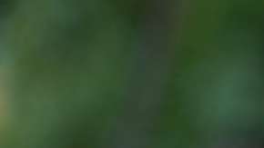 Con esta app puedes saber quién te vigila por WhatsApp.